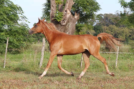 RO Lady Samantha